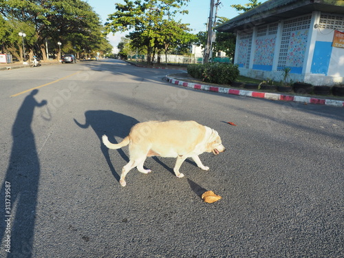 Brown fat dog walking in the street