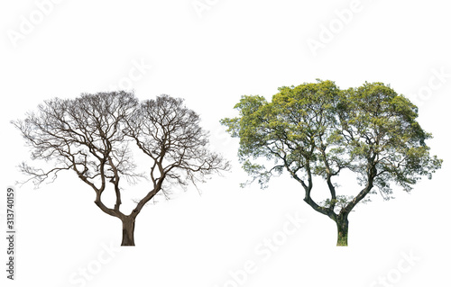 Foto same tree in a different season