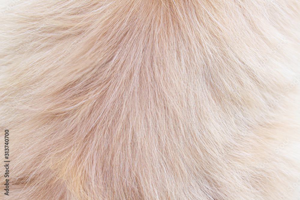 Persian fur cat light brown texture abstract for background , Natural animal pelt soft smooth patterns skin Persian fur cat light brown texture abstract for background , Natural animal pelt soft smooth patterns skin