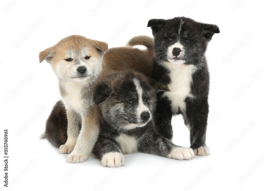 Obraz premium Cute Akita inu puppies on white background. Friendly dogs
