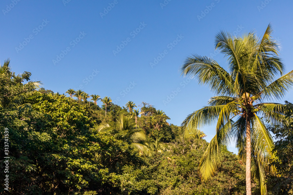 Beautiful tropical landscape with palm trees. Yelapa, Jalisco, Mexico.
