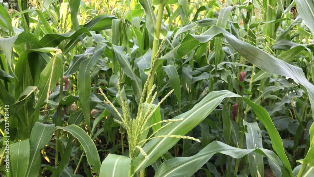 corn on the cob,selective focus picture of corn cob in organic corn field,Purple corn plants on an organic farm.