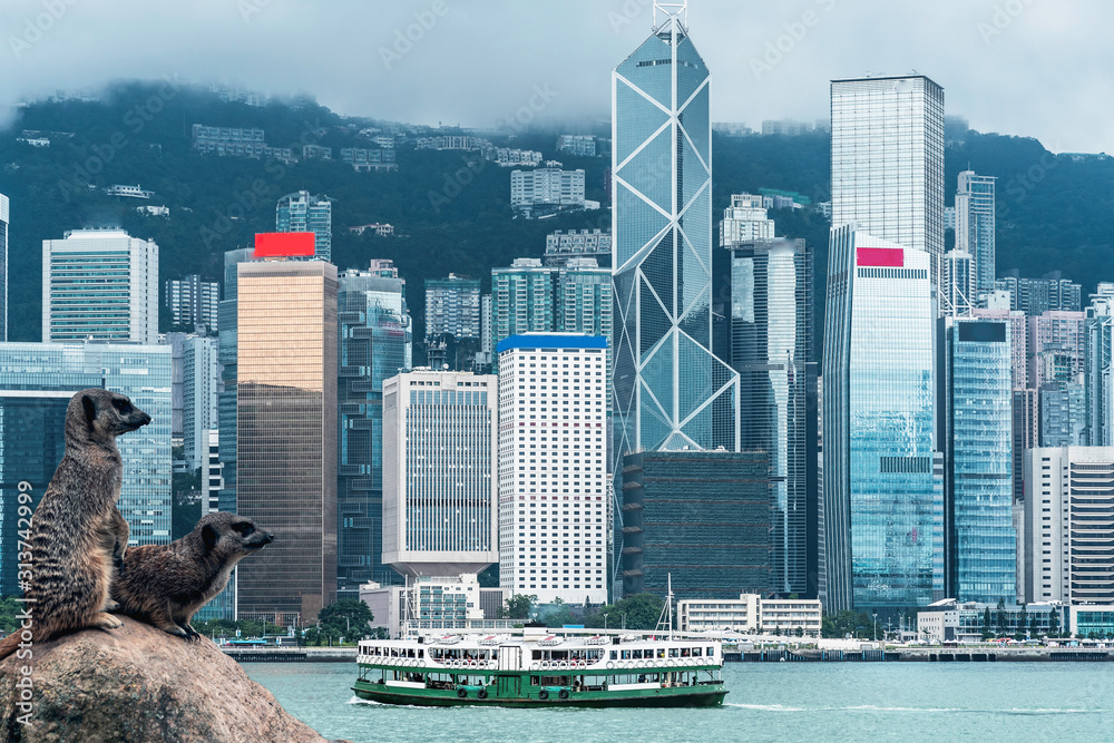 Obraz premium Meerkat looking in Hong Kong city View