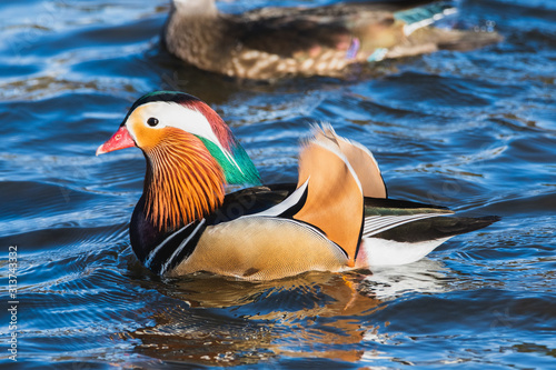 A closeup of a male Mandarine duck in Burnaby lake. BC Canada