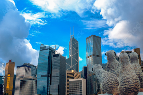 Photography Meerkat looking in Hong Kong city View