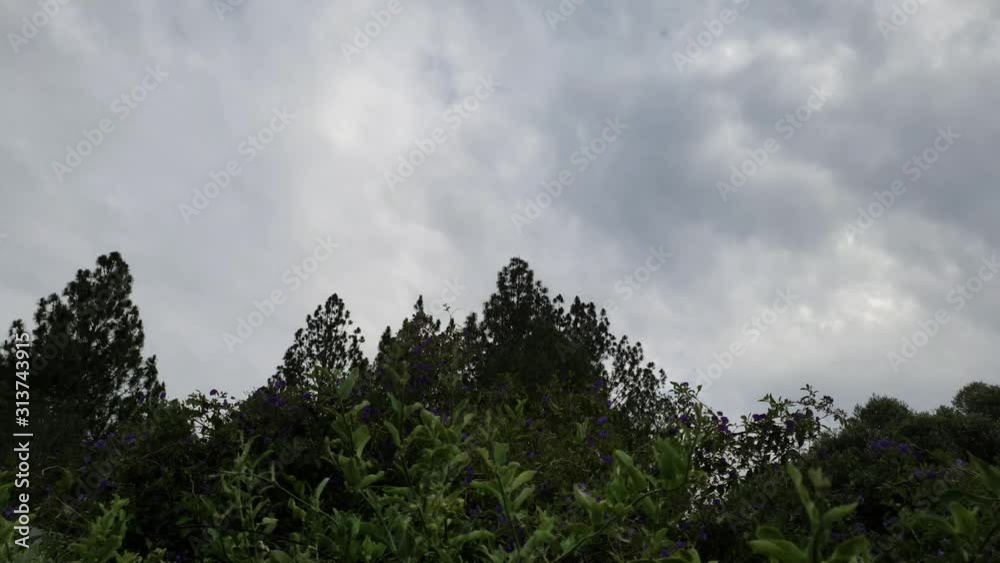 Low perspective looking up at the sky past very tall pine tress and flowering plants at the moving sky cloud time lapse. Low perspective looking up at the sky past very tall pine tress and flowering plants at the moving sky cloud time lapse.