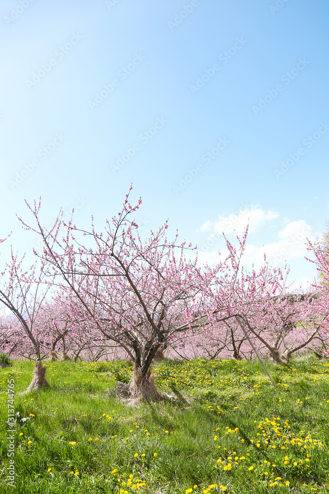 信州　丹霞郷の桃の花