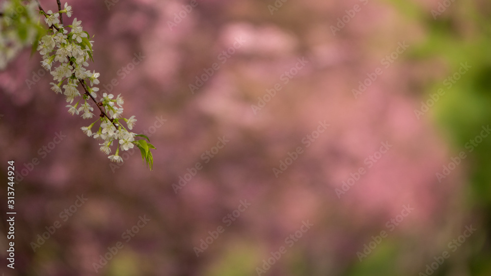 white Cherry blossoms with blurred background in spring sakura season white Cherry blossoms with blurred background in spring sakura season