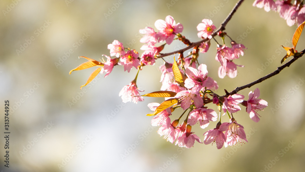Pink Cherry blossoms with blurred background in spring sakura season Pink Cherry blossoms with blurred background in spring sakura season