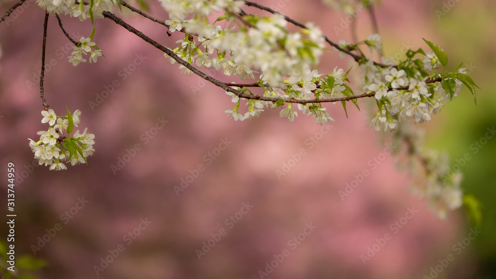 white Cherry blossoms with blurred background in spring sakura season