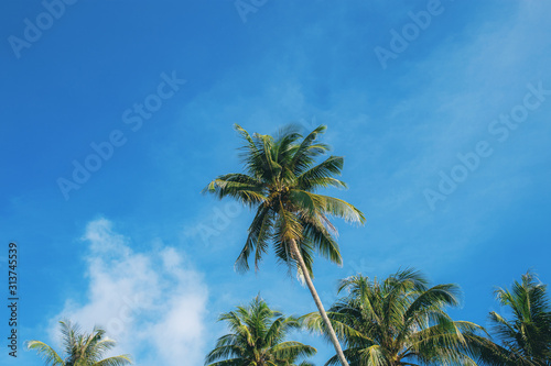 Coconut tree at blue sky.