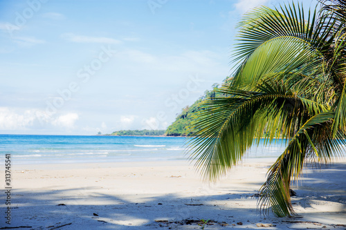 Fototapeta Naklejka Na Ścianę i Meble -  Coconut leaves on beach.