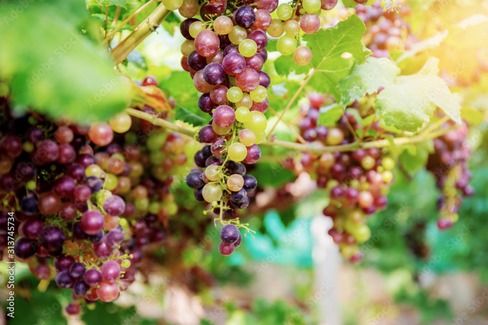 Grapes on tree in vineyard.