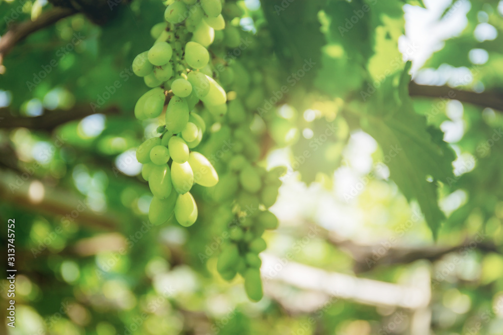 Green grapes on tree. Green grapes on tree.