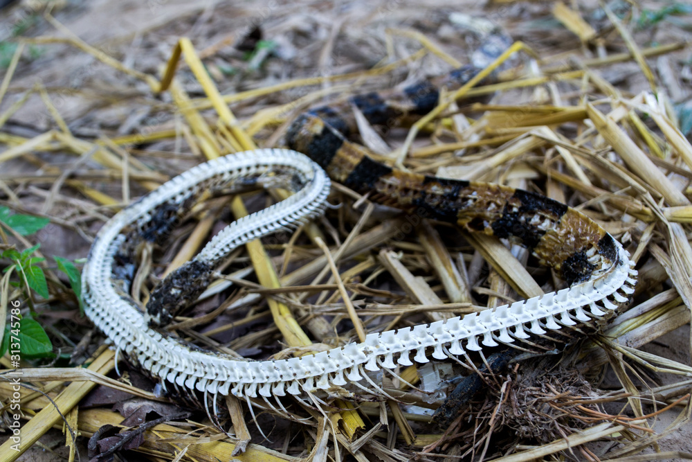 The dead snake carcasses are decomposed, leaving only the ribs. The dead snake carcasses are decomposed, leaving only the ribs.