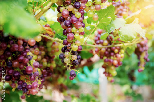 Grapes on tree in vineyard.