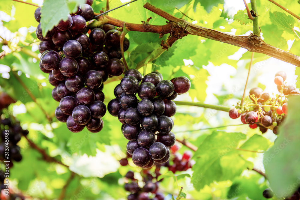 Red grapes on tree in farm.