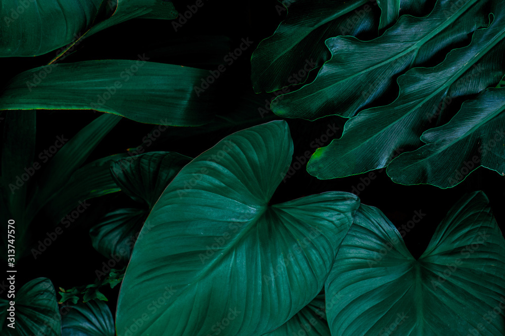 green leaves nature background, closeup tropical leaves texture green leaves nature background, closeup tropical leaves texture