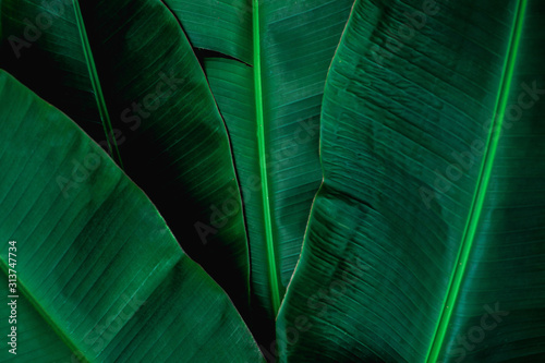 tropical banana leaf texture in garden, abstract green leaf, large palm foliage nature dark green background