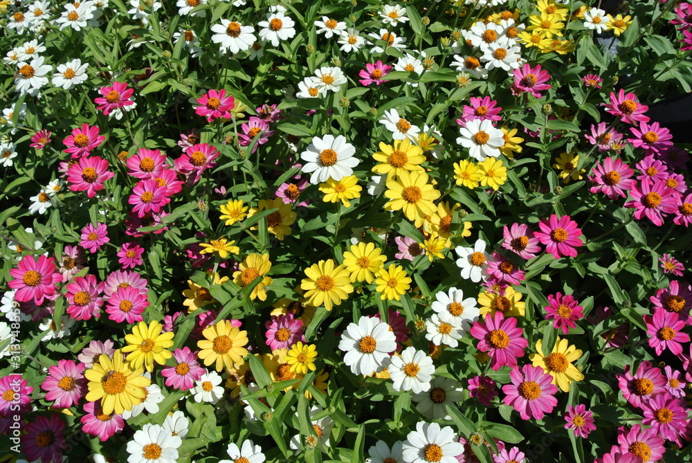 Assorted colorful flowers