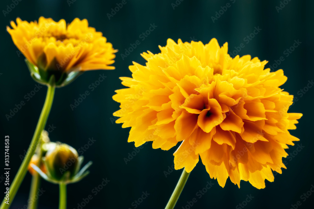 Fototapeta premium Coreopsis Golden Sphere flowers