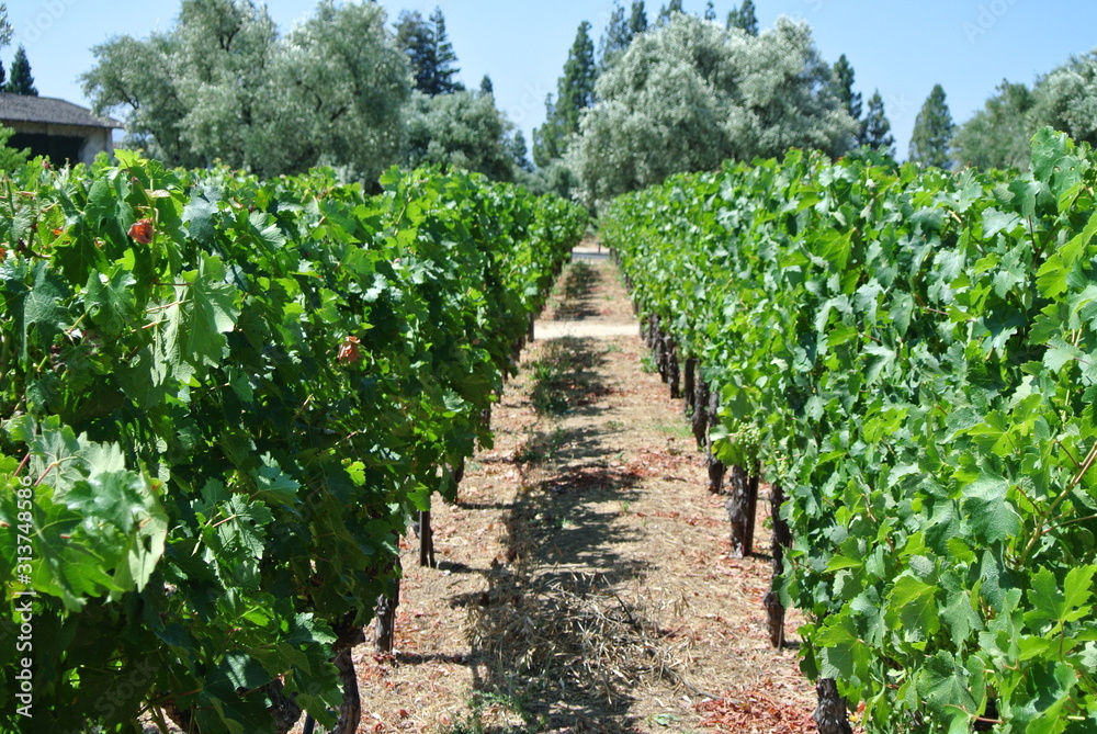 Vineyard in California