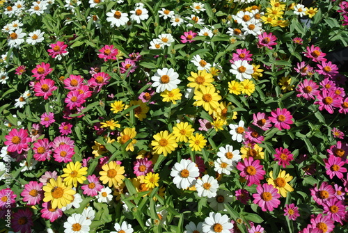 Assorted colorful flowers