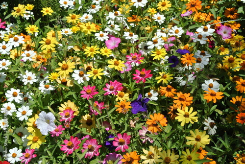 Mixed Colorful Flowers