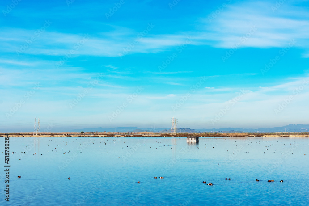 Scenic view of a shallow salt marsh and feeding birds in Don Edwards San Francisco Bay National Wildlife Refuge
