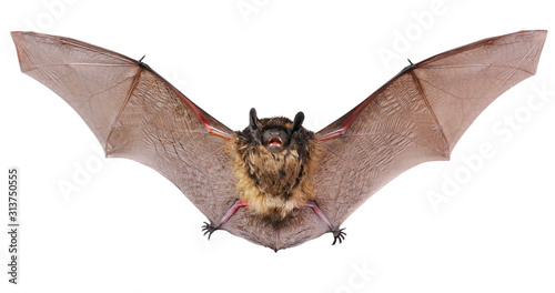 Tableau sur toile Animal little brown bat flying. Isolated on white.