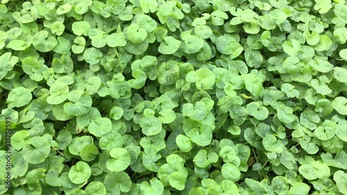Beautiful background of Centella asiatica, Herbal medicine leaves of Centella asiatica known as gotu kola. Close up Gotu kola leaves. fresh green leaf texture background.