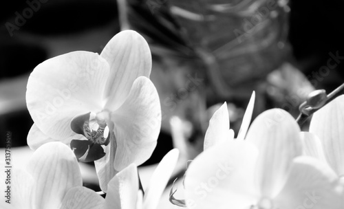 Beautiful white orchid on black background