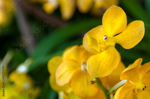 yellow flower/Beautiful bouquet of flowers