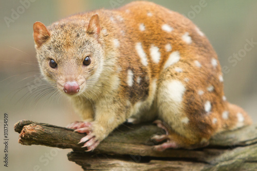 Close up of a Spotted Quoll © Craig
