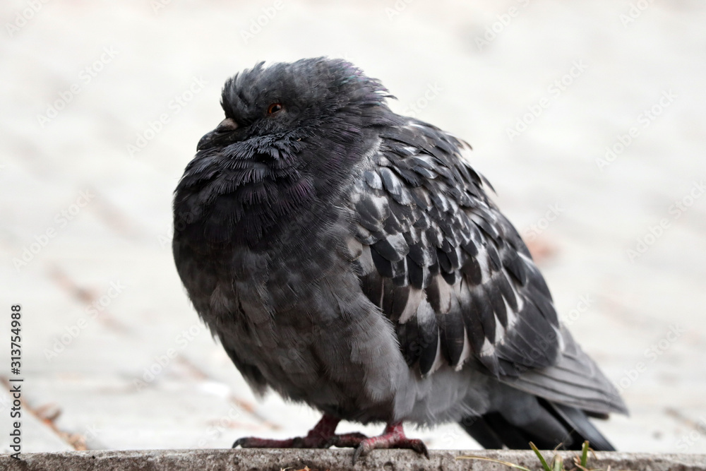 Obraz premium bird on the fence