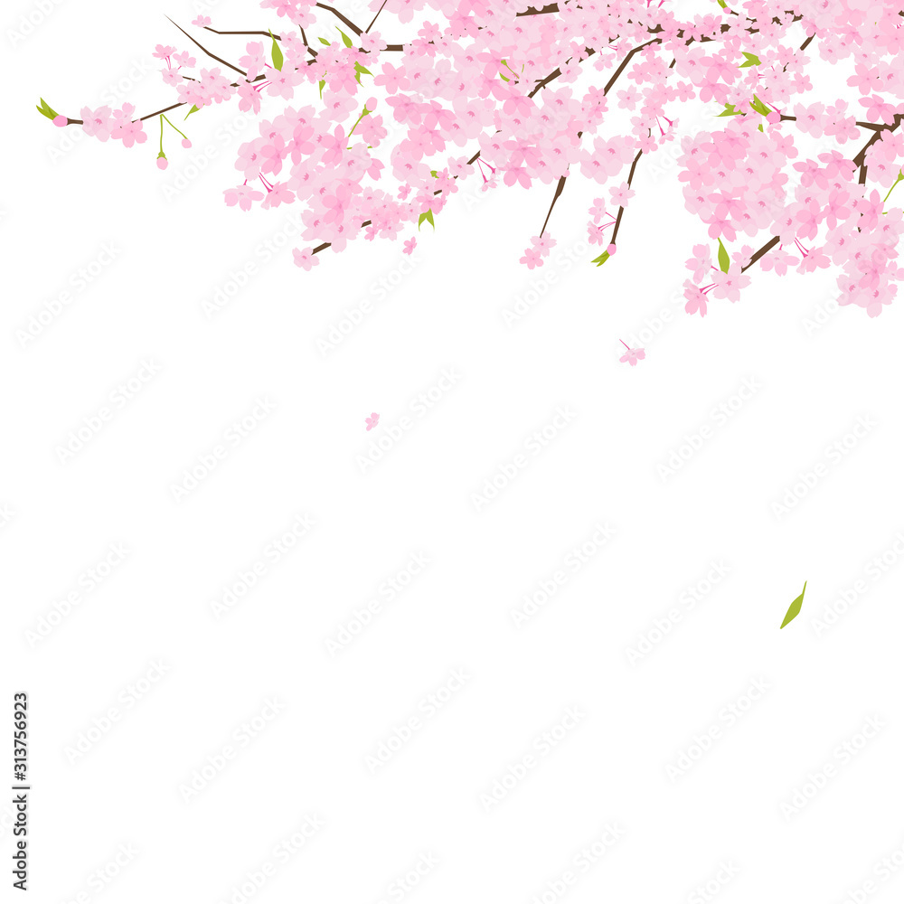 桜のイラスト 桜とは 日本の春に咲く代表的な花 Stock Vektorgrafik Adobe Stock