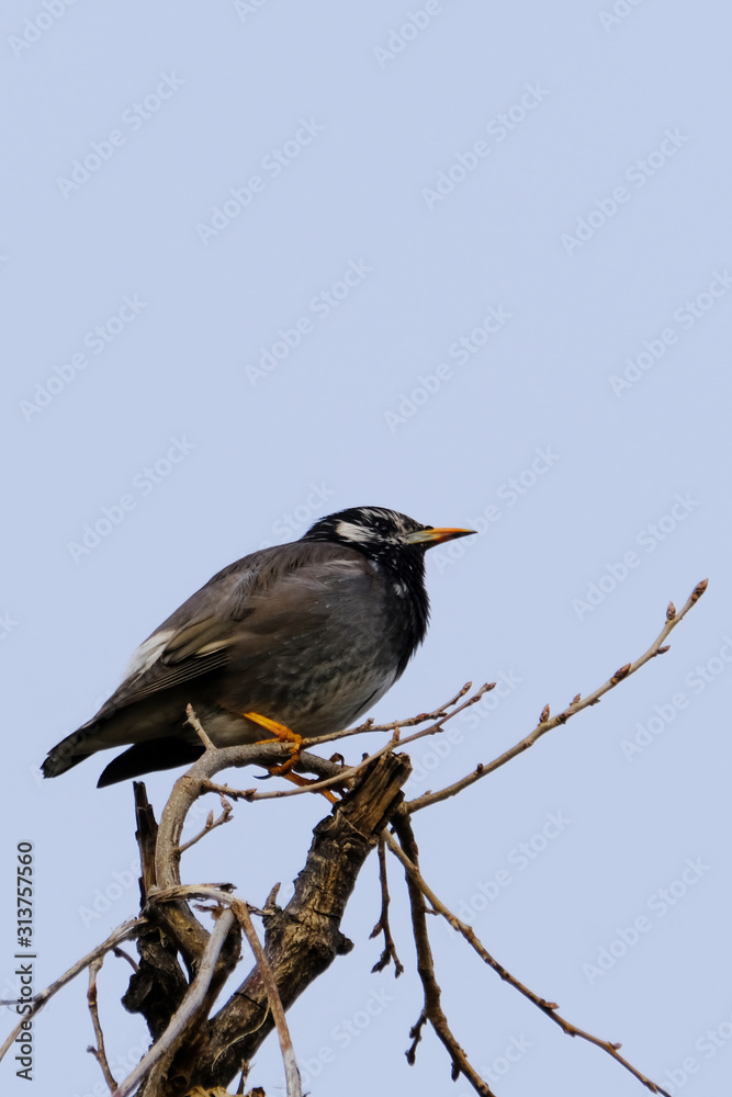 starling on branch starling on branch