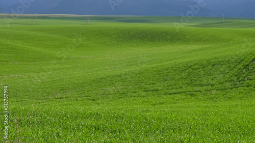 field of young green wheat in idaho