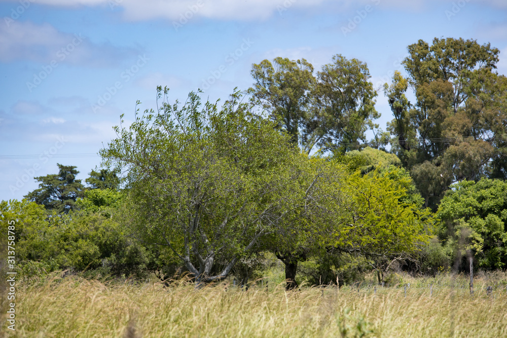 Typical native shrubs of the Argentine pampas Typical native shrubs of the Argentine pampas