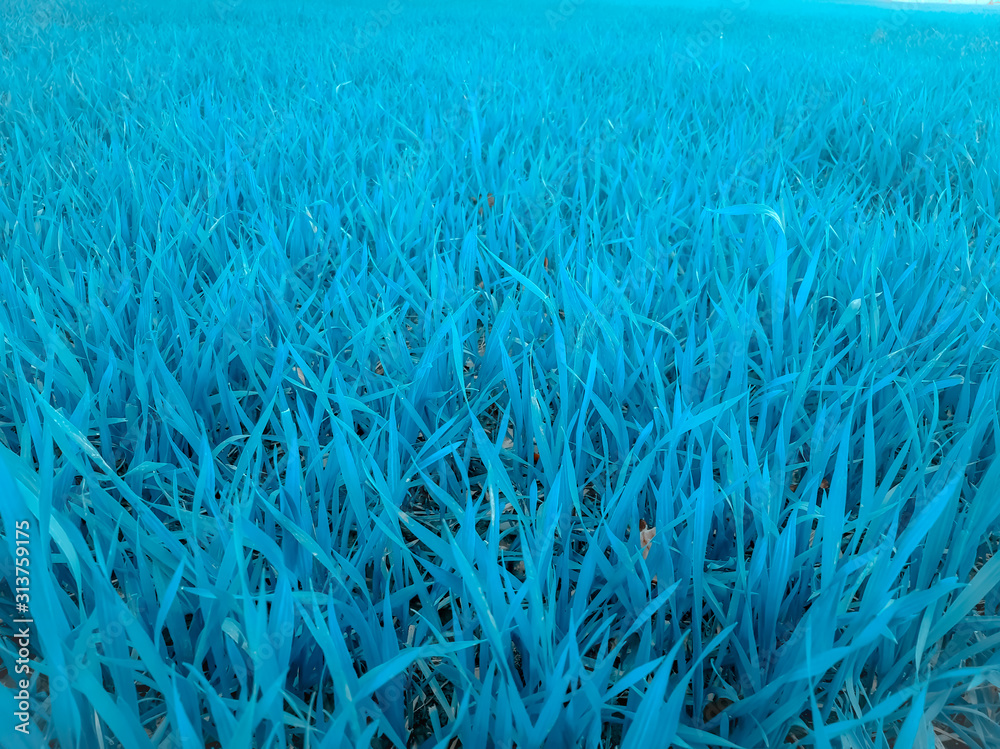 Blue Grass Wallpapers  Top Free Blue Grass Backgrounds  WallpaperAccess