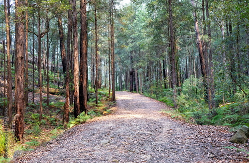 Bush walk and a walking track in wild forest in Berowra National Park, Australia