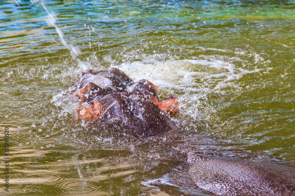 Fototapeta premium Common hippopotamus (Hippopotamus amphibius) or hippo in water