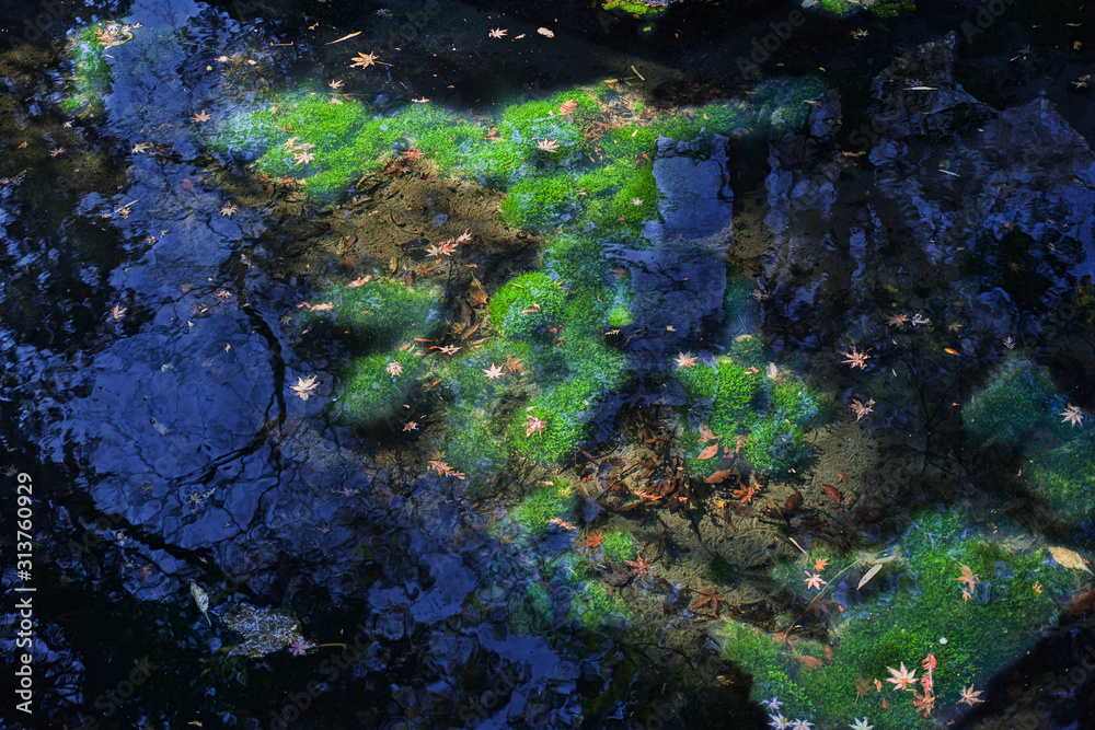 池の透明な水の中に生えた鮮やかな緑の水草 水草か藻かは判りません Stock 写真 Adobe Stock