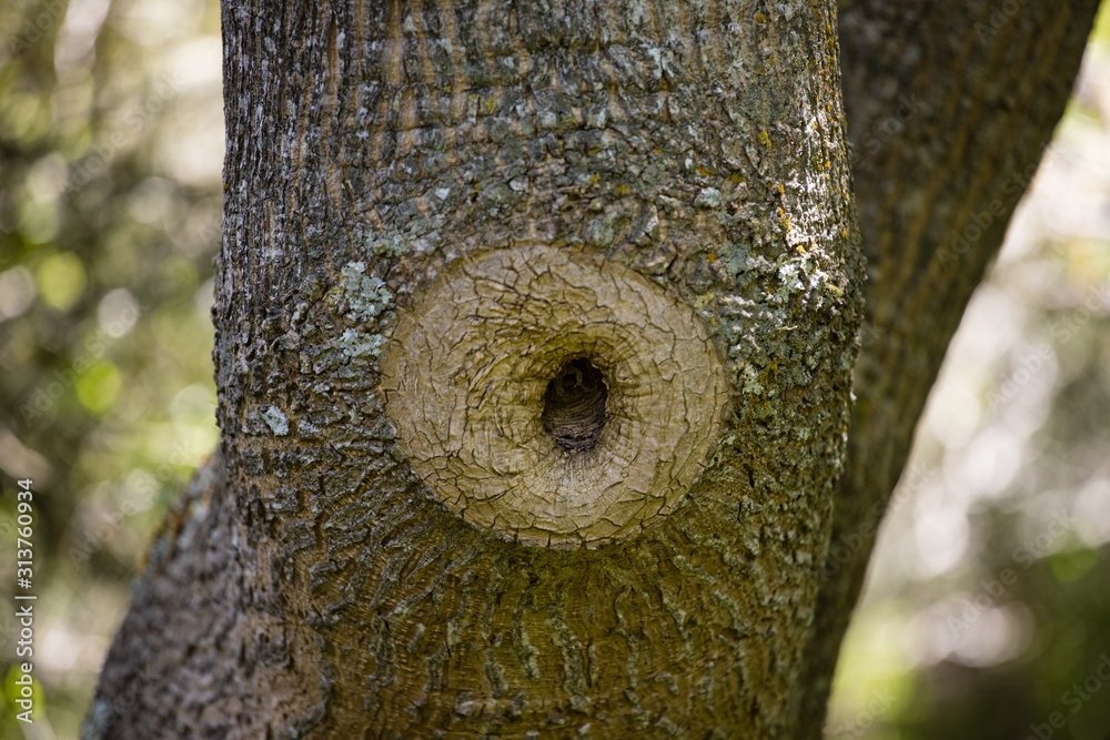 Tree bark with textures in pampa argentina Tree bark with textures in pampa argentina