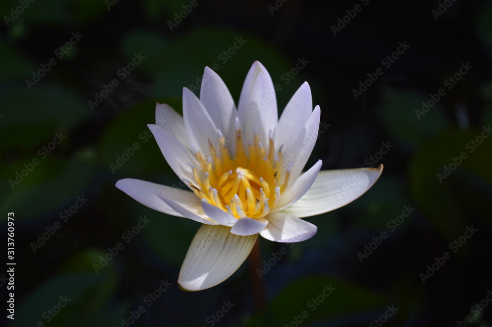 Lotus flower in the basin