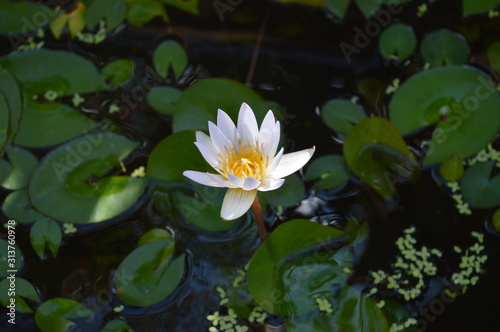 Lotus flower in the basin