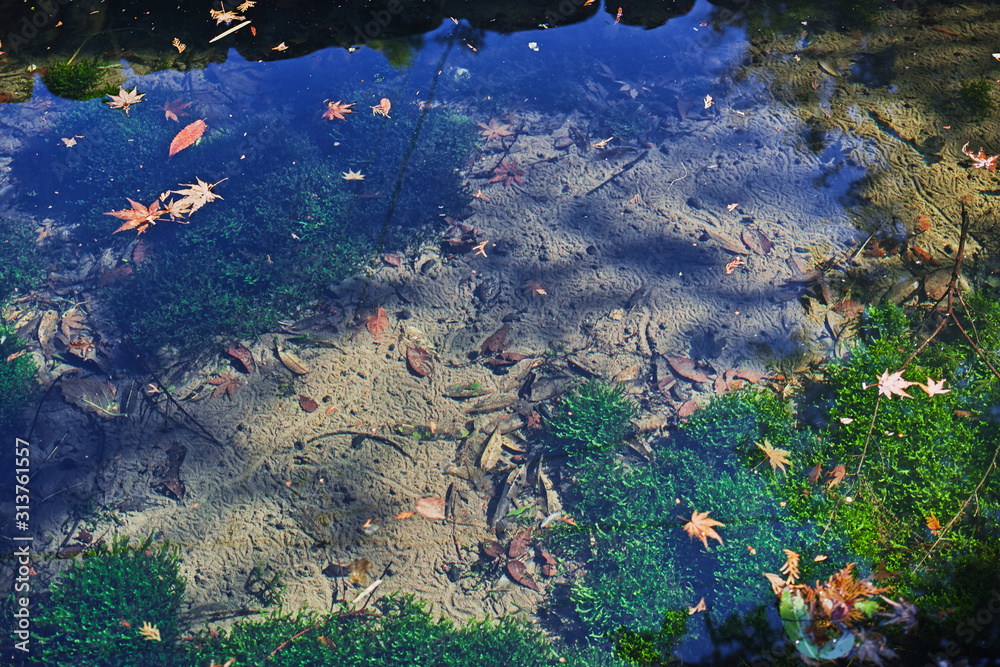 透明な水の中に緑の水草が生えた池 水草か藻かは判りません Stock 写真 Adobe Stock