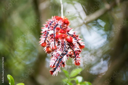 Morpho epistrophus argentinus (argentinian flag butterfly) cateripllars in pampa argentina