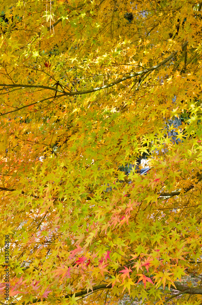 The scenery of autumn leaves in Kyoto,Japan. The scenery of autumn leaves in Kyoto,Japan.