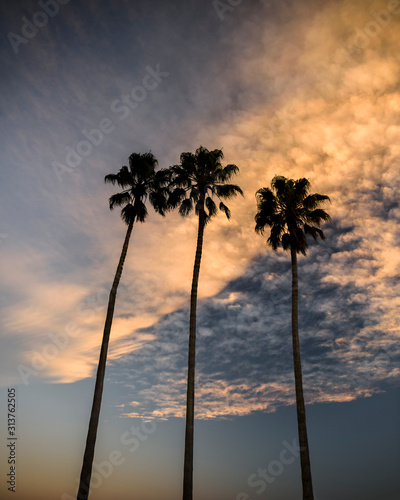 Canvas Print Three Palm Trees at sunrise, Sydney Australia